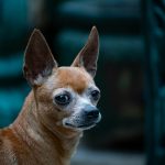 Loyalty Program Loopholes: Stacking Rewards for Maximum Perks