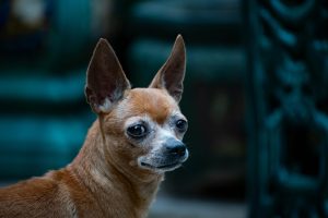Loyalty Program Loopholes: Stacking Rewards for Maximum Perks