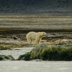 Arctic Survival Camps: -40°C Training with Inuit Guides