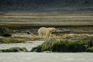 Arctic Survival Camps: -40°C Training with Inuit Guides