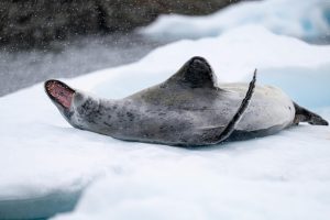 Carbon-Neutral Cruises: Sail to Antarctica Without the Climate Guilt