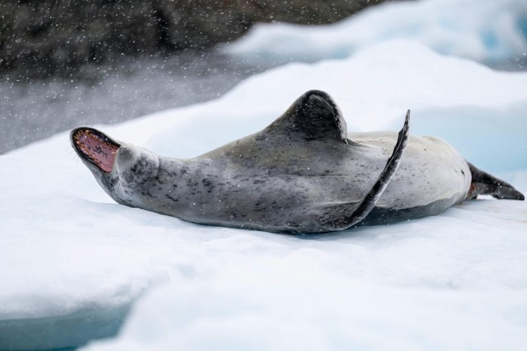 Carbon-Neutral Cruises: Sail to Antarctica Without the Climate Guilt