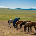Nomadic Homestays: Living with Mongolian Herder Families
