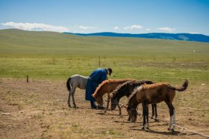 Nomadic Homestays: Living with Mongolian Herder Families