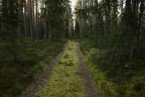 Silent Hiking Retreats: Meditative Trails with Noise-Canceling Tech