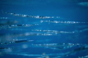Plastic-Eating Drones: Cleaning Oceans While Filming Wildlife