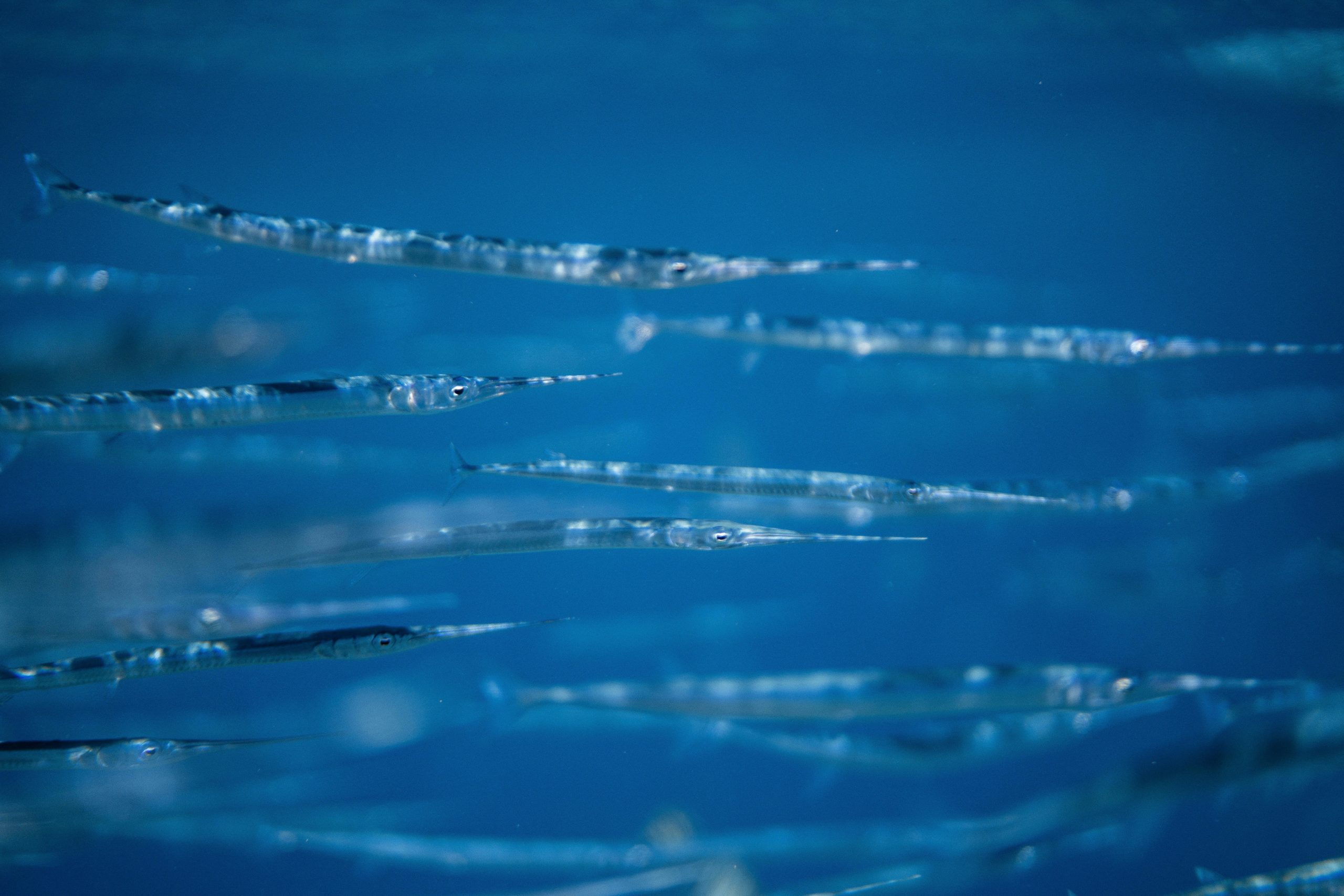 Plastic-Eating Drones: Cleaning Oceans While Filming Wildlife