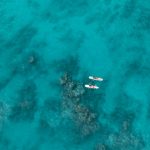 Ocean Plastic-Free "Seafood": Algae-Based Substitutes Saving Marine Life