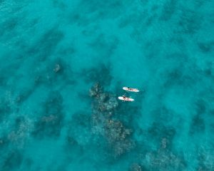 Ocean Plastic-Free "Seafood": Algae-Based Substitutes Saving Marine Life