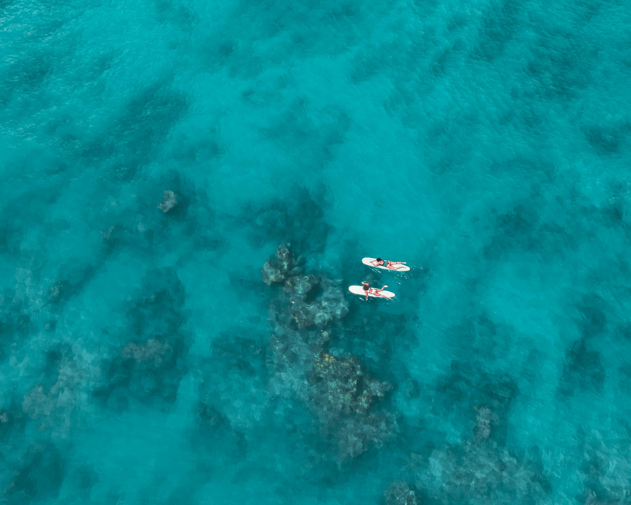 Ocean Plastic-Free "Seafood": Algae-Based Substitutes Saving Marine Life