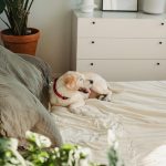 AI Pet Translators: Decoding Barks and Meows via Collar Mics