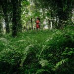Forest Bathing 2.0: Guided Therapy Walks with Biometric Feedback