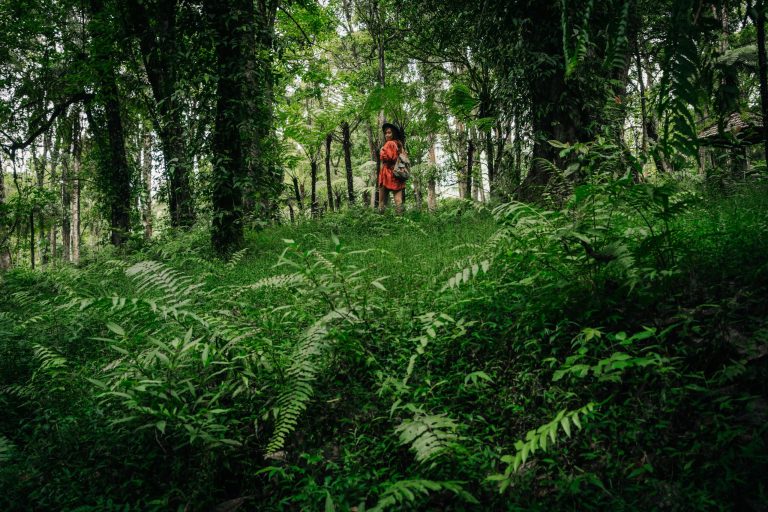 Forest Bathing 2.0: Guided Therapy Walks with Biometric Feedback
