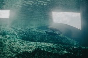 Underwater Cave Hotels: Sleeping Beneath Ocean Surfaces