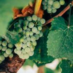 Underground Wine Cellars: Climate-Controlled Luxury Beneath Megacities