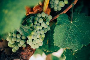 Underground Wine Cellars: Climate-Controlled Luxury Beneath Megacities