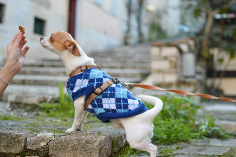 Pet-Inclusive Resorts: Doggy Spas and Cat Cafés Onsite