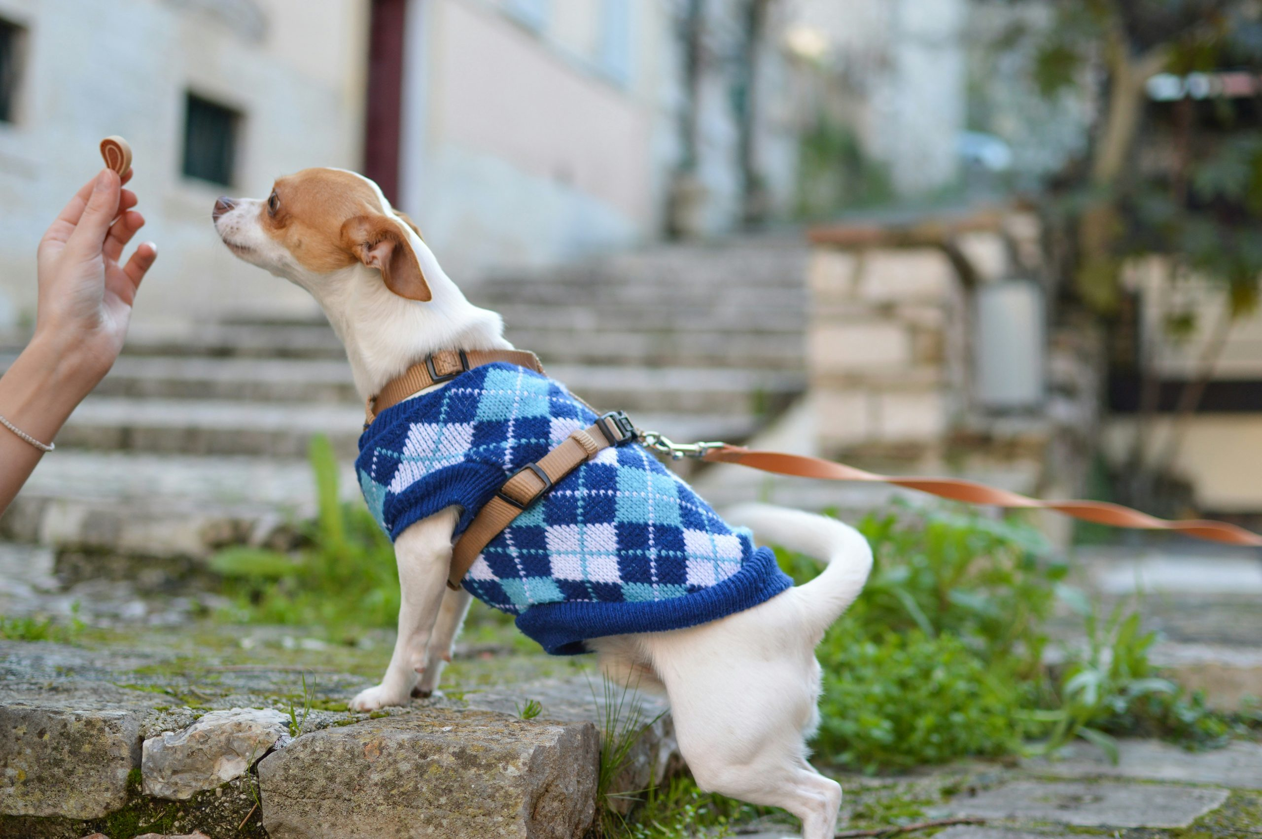 Pet-Inclusive Resorts: Doggy Spas and Cat Cafés Onsite
