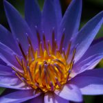 Singapore’s Floating Districts: Seasteading Meets Strict Urban Planning