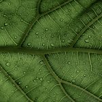 Tax Credit Wars: States Battling for Green Construction Projects