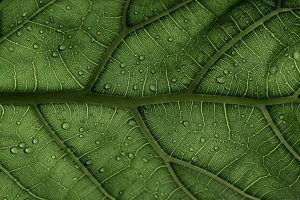 Tax Credit Wars: States Battling for Green Construction Projects