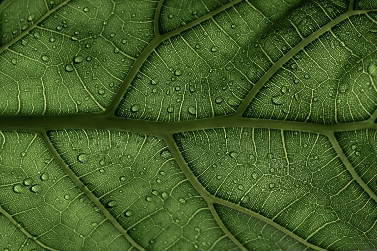 Tax Credit Wars: States Battling for Green Construction Projects